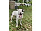 Adopt Bozo a White - with Black American Pit Bull Terrier / Mixed dog in