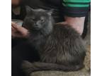 Adopt Shadow a Gray or Blue (Mostly) Persian / Mixed (medium coat) cat in