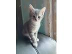 Adopt DD's #2 a Gray or Blue Tabby / Mixed (medium coat) cat in Dayton
