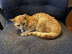 Adopt Phoebus a Orange or Red Tabby Domestic Shorthair / Mixed (short coat) cat