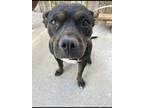 Adopt Luna a Black - with Tan, Yellow or Fawn American Pit Bull Terrier / Mixed