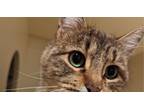 Adopt Ariel a Domestic Shorthair / Mixed (short coat) cat in Colville