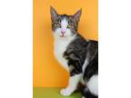Adopt Lily Pad a White (Mostly) Domestic Shorthair / Mixed (short coat) cat in
