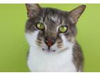 Adopt Freight Train a Gray or Blue (Mostly) Domestic Shorthair / Mixed (short