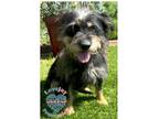 Adopt Lina a Black - with Tan, Yellow or Fawn Terrier (Unknown Type