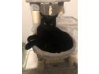 Adopt Dakota a All Black Domestic Mediumhair / Mixed (medium coat) cat in