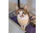 Adopt Sammy a Calico or Dilute Calico Domestic Shorthair / Mixed (short coat)