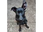 Adopt Bentley a Brindle Dutch Shepherd dog in Ben Lomond, CA (39070147)