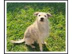 Adopt HUNTER a Gray/Silver/Salt & Pepper - with White Terrier (Unknown Type
