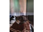 Adopt Haze a Gray or Blue (Mostly) Domestic Shorthair (short coat) cat in