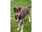 Adopt Grizzley a Brown/Chocolate - with Tan Husky / Mixed dog in Battle Creek