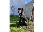 Adopt Sage a Great Dane / Mixed dog in Dallas, TX (40836603)