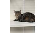 Adopt Kaylee a Brown Tabby Domestic Shorthair (short coat) cat in Dartmouth