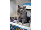 Adopt Blue a Gray or Blue Domestic Longhair / Domestic Shorthair / Mixed cat in