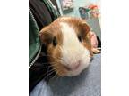 Adopt Caramel a Brown or Chocolate Guinea Pig / Guinea Pig / Mixed small animal