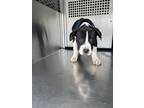 Adopt face a Black American Pit Bull Terrier / Mixed Breed (Medium) / Mixed