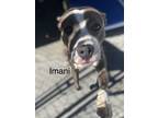 Adopt Imani a Gray/Blue/Silver/Salt & Pepper Mixed Breed (Large) / Mixed dog in