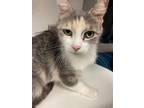 Adopt Nala a Orange or Red Domestic Shorthair / Domestic Shorthair / Mixed cat