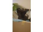 Adopt Jiji a All Black Domestic Mediumhair / Mixed (medium coat) cat in Orlando