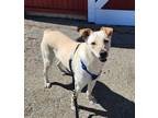 Adopt Daisy a White Labrador Retriever / Mixed dog in Farmington, NM (31121898)