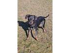 Adopt Duncan a Black Hound (Unknown Type) / Mixed Breed (Medium) / Mixed (short
