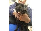 Adopt FORD a All Black Domestic Shorthair / Domestic Shorthair / Mixed cat in