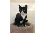 Adopt DIME a All Black Domestic Shorthair / Domestic Shorthair / Mixed cat in