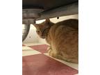 Adopt BOWIE a Orange or Red Domestic Shorthair / Domestic Shorthair / Mixed cat