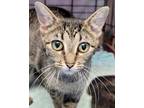 Adopt Laya a Brown Tabby Domestic Shorthair / Mixed Breed (Medium) / Mixed