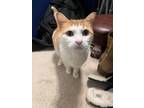 Adopt Bowie a Orange or Red (Mostly) Domestic Shorthair / Mixed (short coat) cat
