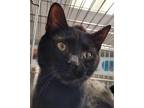 Adopt Preston a All Black Domestic Shorthair / Domestic Shorthair / Mixed cat in
