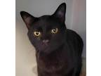 Adopt Declan a All Black Domestic Shorthair / Domestic Shorthair / Mixed cat in