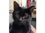 Adopt Dawson a All Black Domestic Shorthair / Domestic Shorthair / Mixed cat in