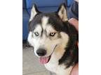 Adopt Bandit a Black - with White Husky / Mixed dog in Tustin, CA (41299872)