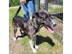 Adopt Willow a Brown/Chocolate Catahoula Leopard Dog / Mixed Breed (Medium) /