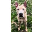 Adopt Hades a Tan/Yellow/Fawn American Pit Bull Terrier / Mixed dog in Bensalem