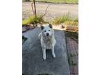 Adopt Kuu a White Akita / Mixed dog in Pomona, CA (41048928)