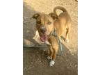 Adopt Charlin- IN FOSTER a Brown/Chocolate Mixed Breed (Medium) / Mixed dog in