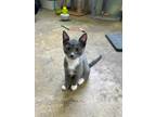 Adopt Java a Gray or Blue Domestic Shorthair / Domestic Shorthair / Mixed cat in