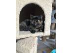 Adopt Noelle a All Black Domestic Shorthair / Domestic Shorthair / Mixed cat in