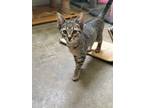 Adopt Latte a Brown or Chocolate Domestic Shorthair / Domestic Shorthair / Mixed