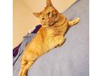 Adopt Simba a Orange or Red Tabby American Shorthair / Mixed (short coat) cat in