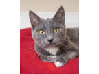 Adopt Lettie a Gray or Blue Domestic Shorthair / Domestic Shorthair / Mixed cat