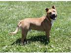 Adopt CARL a Brown/Chocolate Pit Bull Terrier / Australian Cattle Dog / Mixed