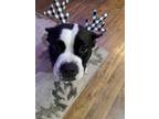 Adopt Kayla Marie a Black - with White Mixed Breed (Medium) / Mixed dog in