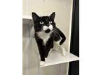 Adopt Nike a Black & White or Tuxedo Domestic Shorthair (short coat) cat in