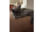 Adopt Abby and Gabby a Gray or Blue American Shorthair / Mixed (short coat) cat