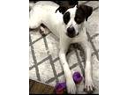 Adopt Rocky a White - with Black Boxer / Pointer / Mixed dog in Southlake