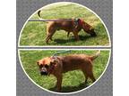 Adopt DIESEL a Red/Golden/Orange/Chestnut Boxer / Labrador Retriever / Mixed dog