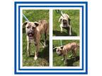 Adopt AXEL a Brindle Boxer / Labrador Retriever / Mixed dog in Buckhannon